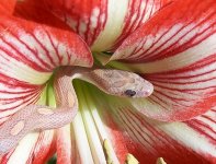 Hercules March '06 - close up - 5.JPG