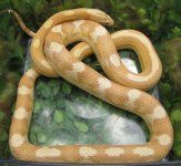 Ysolda (600 x 554).jpg