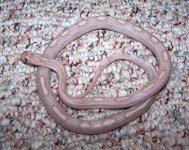 Hercules Jan '07.jpg