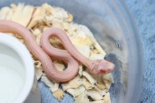 IMG_6327 Hypo Opal Stripe.JPG