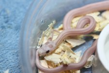 IMG_6325 Hypo Lavender Stripe .JPG