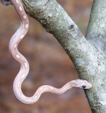 Hercules Dec '05 - 3.JPG