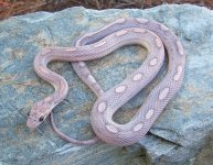 Hercules Oct '06 - 3.JPG