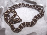 004 caramel het motley - F - 4-26 - pre-shed - A.jpg