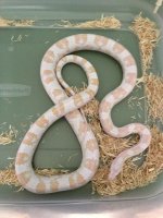 phone pics snakes 027.JPG