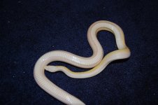 DSC_0296.JPG DSC_0296.JPG