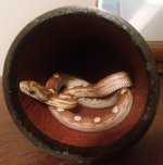 Fred dice cup.jpg