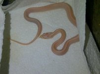 squirttt.jpg