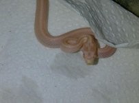 squirtt.jpg