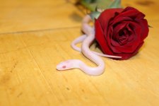 IMG_0224.JPG