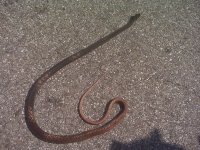 WildSnake.jpg