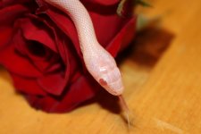IMG_0285.JPG