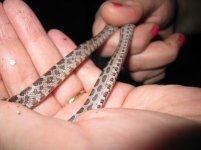 tiny_scaled_2011.jpg