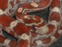 Hypo eye 119 brown.jpg