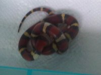 IMG00323-20130609-1313.jpg