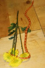 IMG_0333.JPG