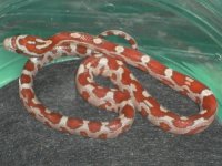 ziggy hypo 14112.jpg