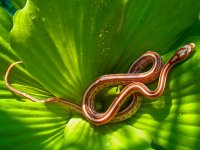 Petunia Baby K-15.jpg