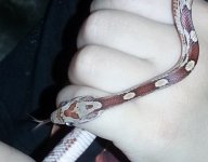 hiss.jpg