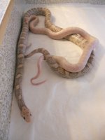 new nikon breeding pics...misc 028 (675 x 900).jpg