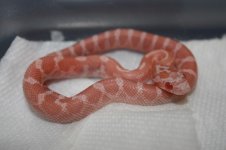 001 (2) (800 x 533).jpg