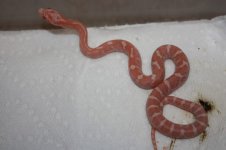 004 (2) (800 x 533).jpg