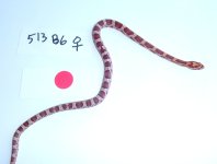 513 b6 female CG w Hypo.jpg
