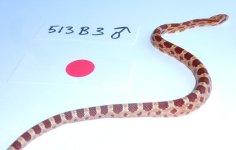 513b3 male CG:straw.jpg