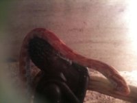 Snakes_16219.JPG