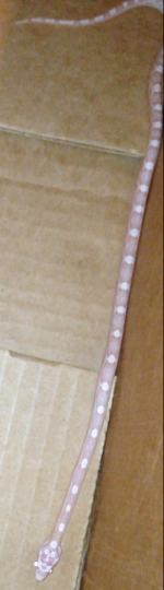 IMG_3399.PNG