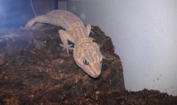 willoww.jpg