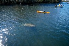 Homosassa January 2014-69.jpg
