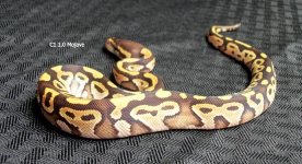 100_6900.JPG