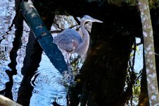 Homosassa January 2014-35.jpg
