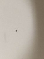 bugs.jpg
