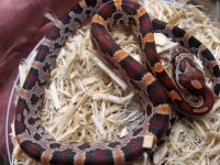 extreme ok male 2537.jpg