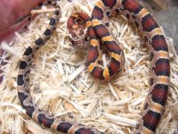 extreme ok male 2538.jpg