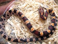 extreme ok male 2539.jpg