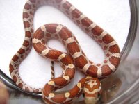 hypo het moon bld female 2575.jpg