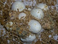 Eggs Slit (1 of 1).jpg