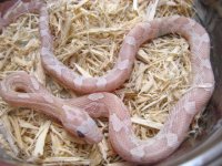 amaretto het blood male.jpg