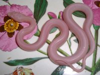 Chipmunk Baby I (1 of 3).jpg