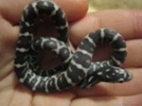 baby cornsnake.jpg