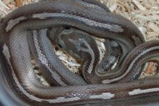 anery stripe, motley, 1.1 lavs0002.jpg