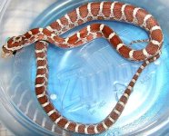 Femalehypo1-Vhead.JPG