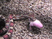 eating head.jpg