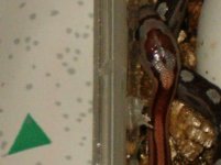 standaard streep motley 2.JPG