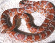 Mamasboy4-12.JPG