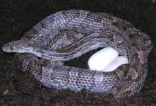 Charcoaleggs.JPG