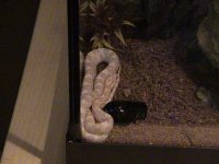 snakeypoo 002.jpg